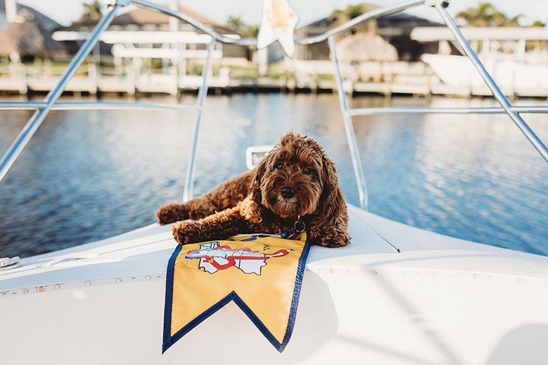 Dog on bow of boat