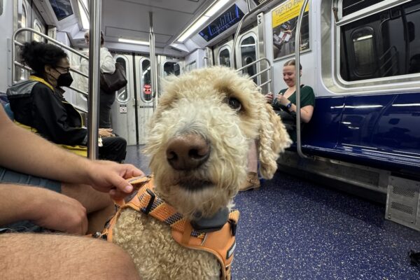 Ripley on the subway