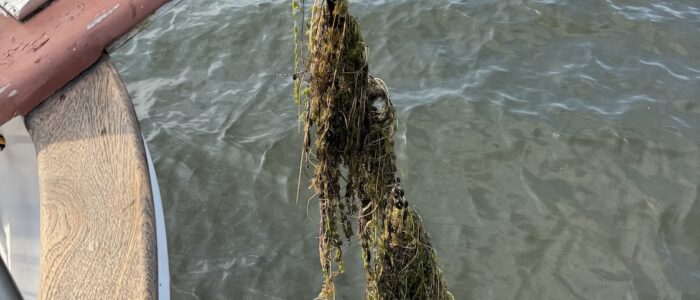 A weedy anchorage in Rice Lake
