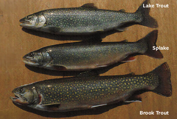 Lake Trout, Splake and Brook Trout