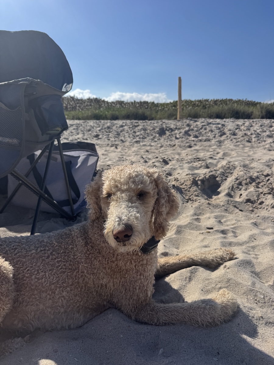 Ripley loving the beach