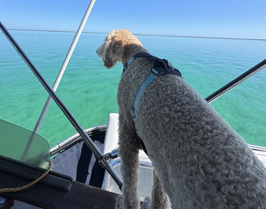 Ripley on dolphin watch