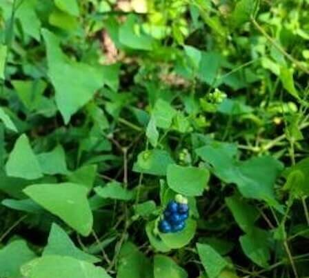 Invasive Species Grant Program