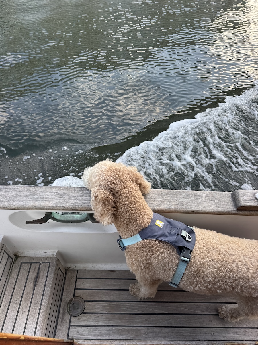 Ripley always on dolphin watch