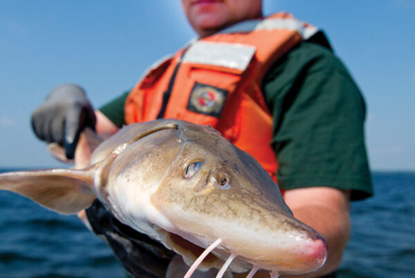 Man holding sturgeon fish