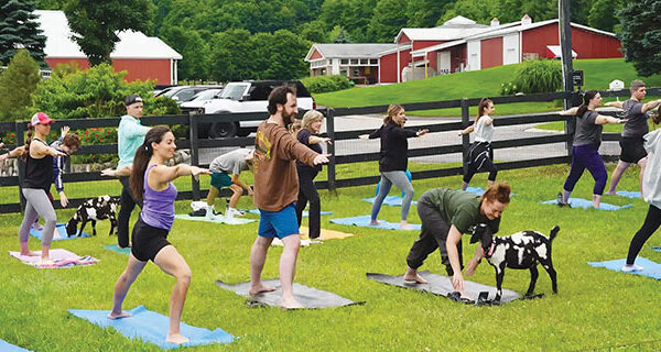 Suttons Bay Black Star Goat Yoga